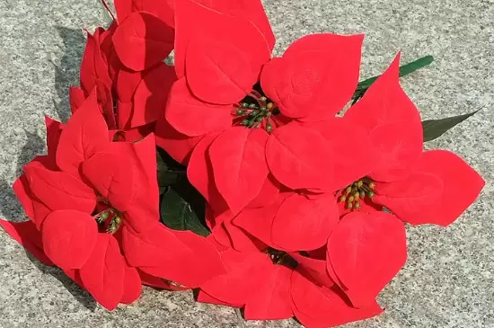 圣诞花的花语和寓意插图1