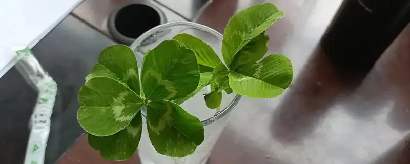 六叶草的寓意和象征插图