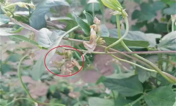 豆角腻虫是什么原因导致的 豆角长腻虫用什么药插图2