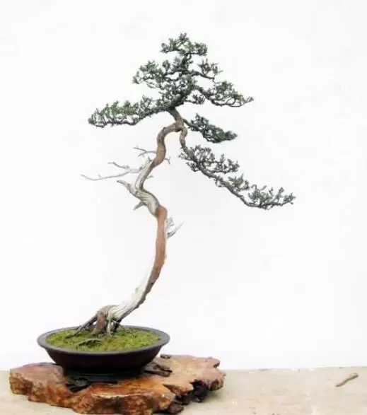 室内不适合养什么花草植物,室内养花禁忌插图3 室内不适合养什么花草植物,室内养花禁忌插图3