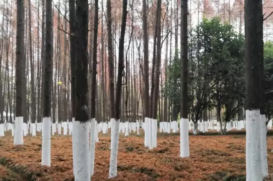 防止树木冻死的方法插图2