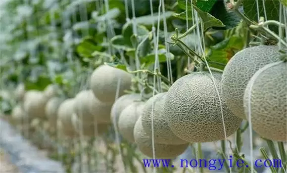 厚皮甜瓜生长温度要求和湿度要求插图2 厚皮甜瓜生长温度要求和湿度要求插图2