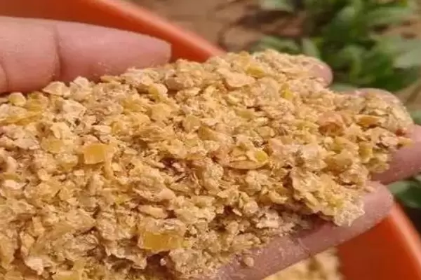 豆粕和豆饼哪个喂养好插图1