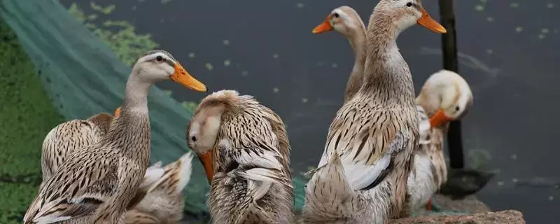 养鸭的方法和技巧,鸭子的健康和成长离不开适当的饲料选择插图 养鸭的方法和技巧,鸭子的健康和成长离不开适当的饲料选择插图