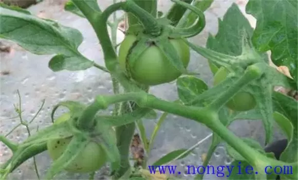 番茄僵果的形成原因是什么 番茄僵果用什么解除插图1