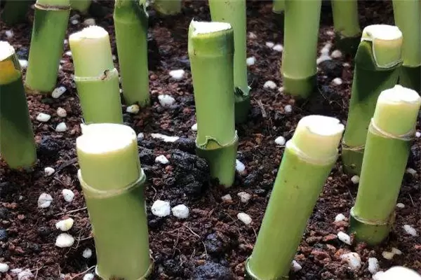 富贵竹的栽培方式及管理要点介绍插图2