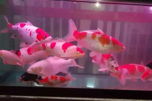 养锦鲤需要在鱼缸里放盐吗,需根据养殖情况来决定插图1 养锦鲤需要在鱼缸里放盐吗,需根据养殖情况来决定插图1