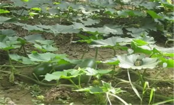 春季露地的冬瓜栽培与管理方法插图2