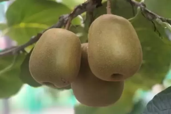 哪些水果种植前景好，主要介绍以下四种插图2