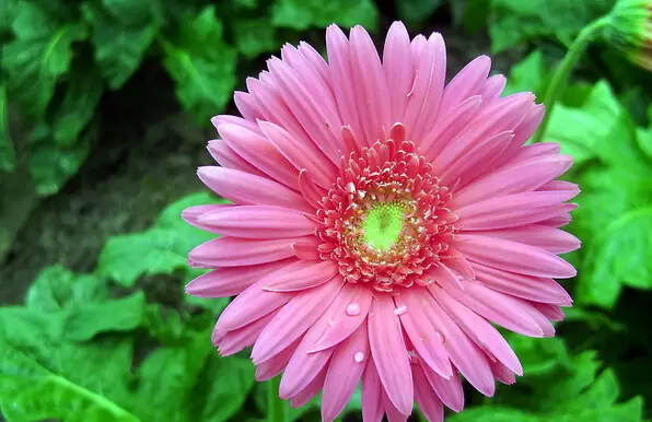 非洲菊的功效与作用插图 非洲菊的功效与作用插图