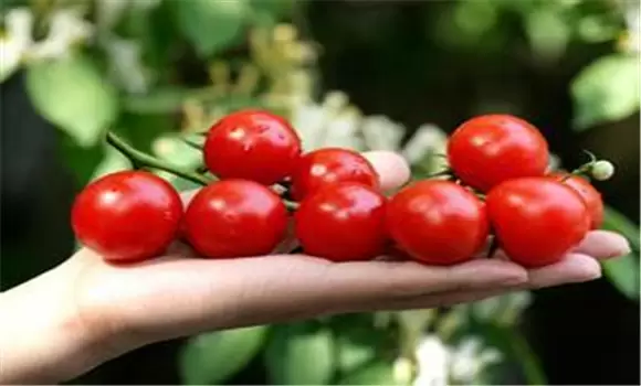 圣女果种植时间 圣女果的种植方法和技术要求插图