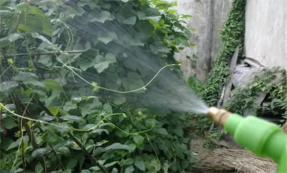 豆角腻虫是什么原因导致的 豆角长腻虫用什么药插图3