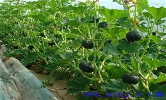 南瓜角斑病症状及治疗方法 南瓜角斑病用什么治插图2