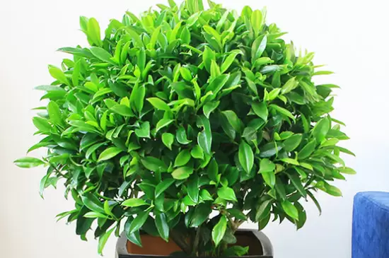 去甲醛味用什么植物插图3 去甲醛味用什么植物插图3