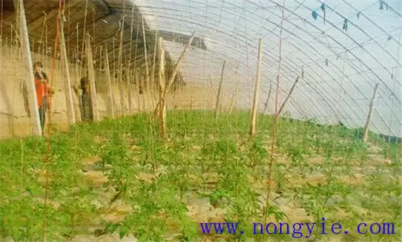 冬春茬黄瓜的栽培季节 冬春茬黄瓜栽培技术要点插图