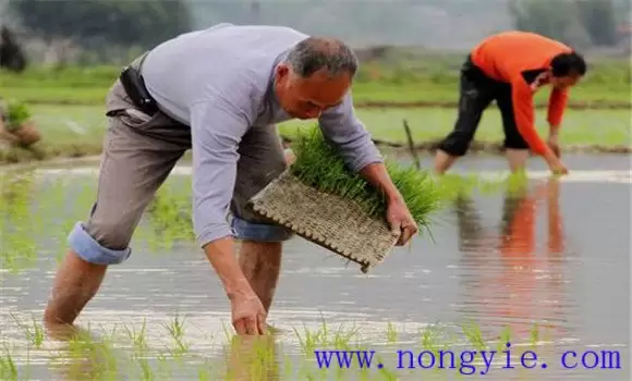 如何提高早稻插秧质量?早稻移栽技术要点插图 如何提高早稻插秧质量?早稻移栽技术要点插图