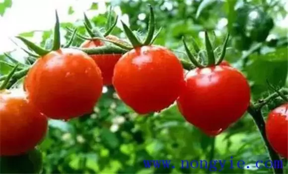 番茄畸形果的原因是什么 番茄畸形果如何预防插图1