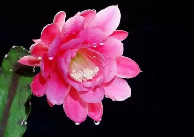 令箭荷花的养殖方法-令箭荷花图片插图 令箭荷花的养殖方法-令箭荷花图片插图