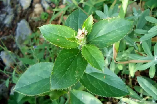 双子叶植物叶片的结构特点插图1
