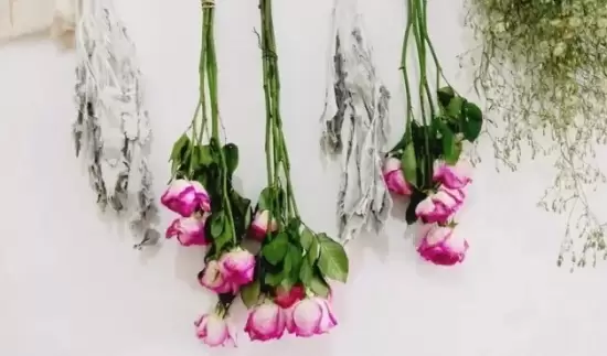 哪些花可以做干花,干花的制作方法插图3 哪些花可以做干花,干花的制作方法插图3