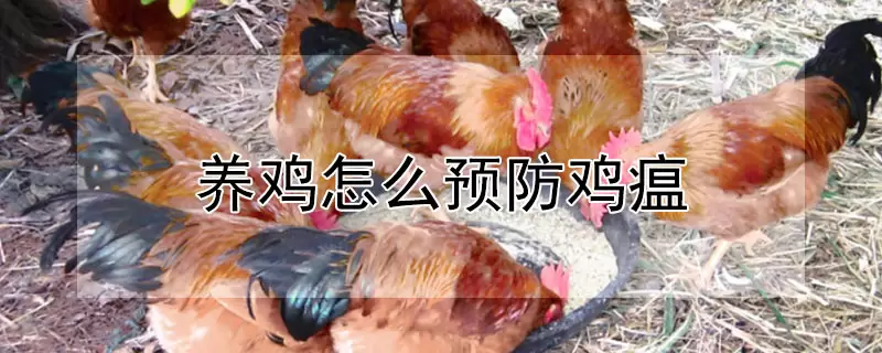 养鸡怎么预防鸡瘟插图 养鸡怎么预防鸡瘟插图