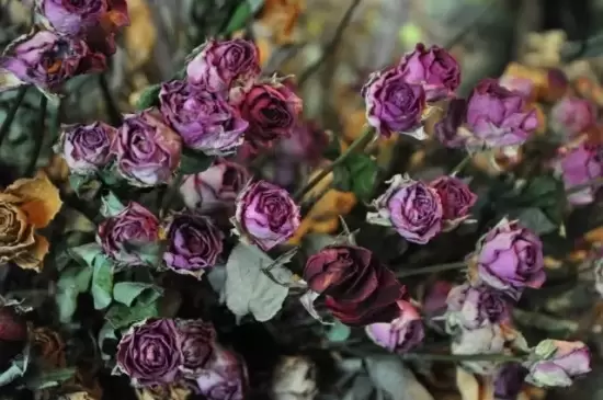 哪些花可以做干花,干花的制作方法插图4 哪些花可以做干花,干花的制作方法插图4