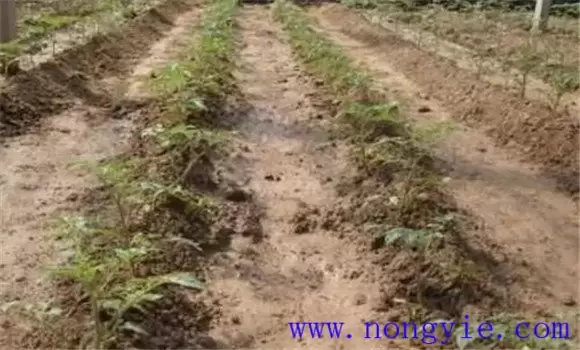 番茄播种时间 如何确定番茄的播种时期插图1