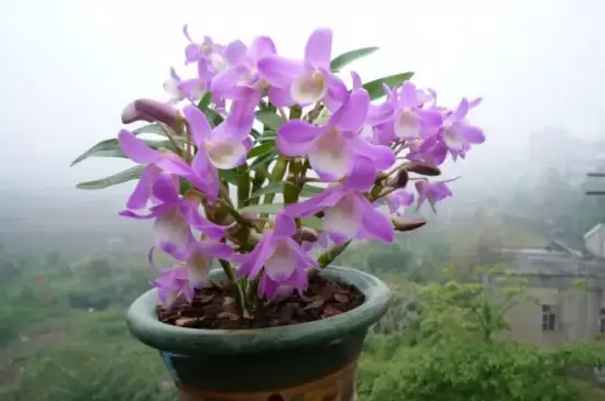 兰草花品种插图3 兰草花品种插图3