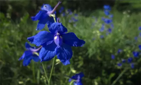 飞燕草种植方法 飞燕草怎么养插图
