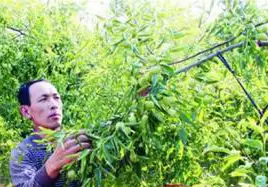 冬枣树形主要有哪四种 冬枣整形修剪技术要点插图2