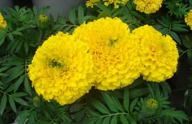 常见的一年生花卉有哪些插图