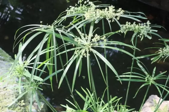 台湾竹的养殖方法和注意事项插图3