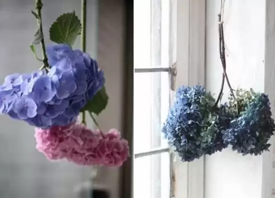 哪些花可以做干花,干花的制作方法插图1 哪些花可以做干花,干花的制作方法插图1