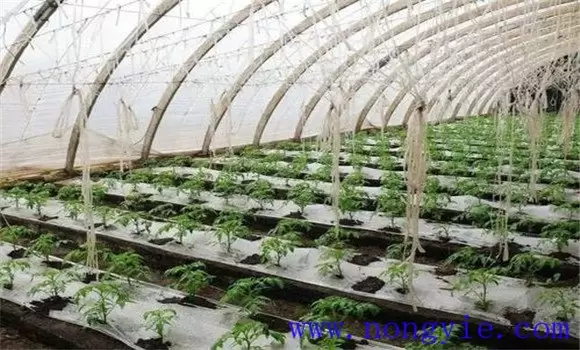 如何掌握大棚番茄种植高产技术插图1