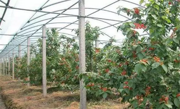 夏季大棚樱桃管理技术的四个注意事项插图1