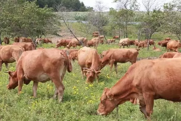 养牛的利润与成本插图1