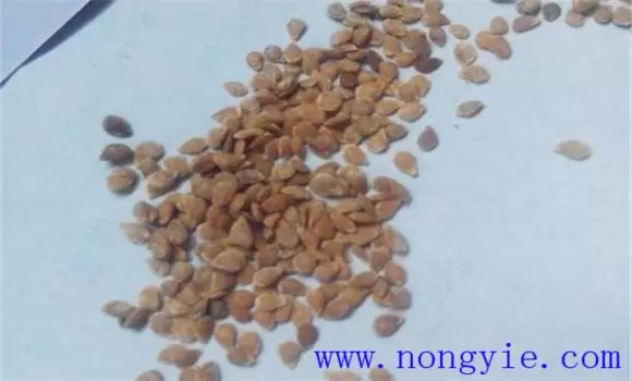 圣女果种植时间 圣女果的种植方法和技术要求插图1