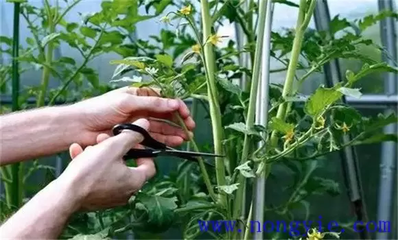 番茄整枝方式、方法，番茄整枝打杈方法插图2