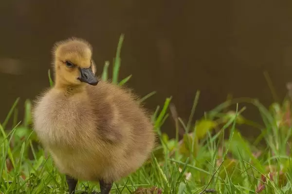 如何控温养鹅苗插图2 如何控温养鹅苗插图2