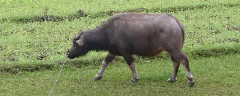 养牛的利润与成本插图