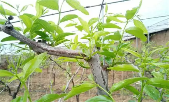 冬枣树形主要有哪四种 冬枣整形修剪技术要点插图1