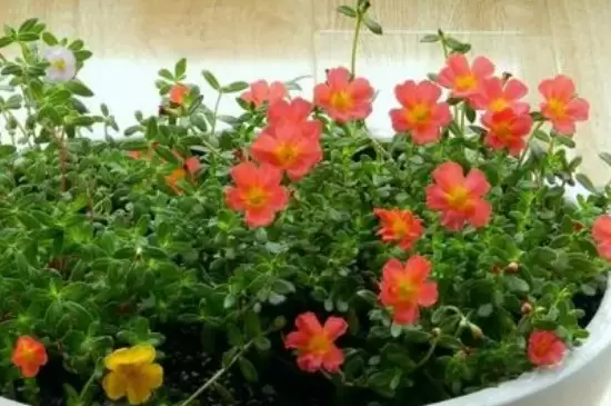 幸福花的养殖方法和注意事项有哪些插图2