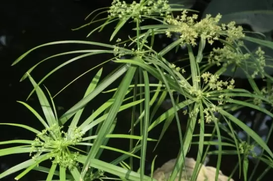 台湾竹的养殖方法和注意事项插图2