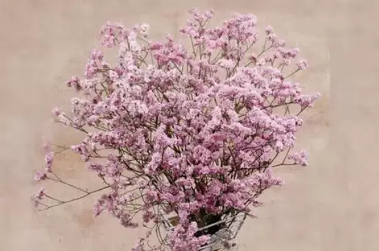 干花是什么插图3 干花是什么插图3