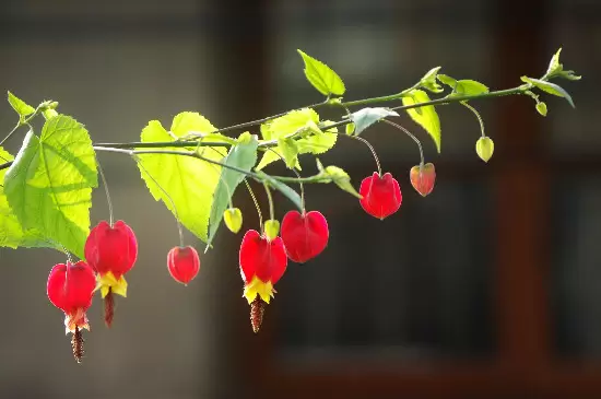 风铃花的花语是什么?插图3 风铃花的花语是什么?插图3