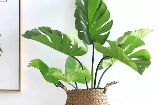 去甲醛的绿植有什么插图4 去甲醛的绿植有什么插图4