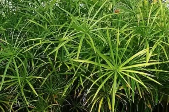 台湾竹的养殖方法和注意事项插图1