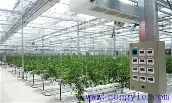 番茄无土栽培技术的三个要点插图1