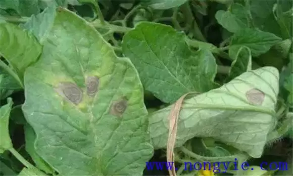 圣女果早疫病有哪些症状 圣女果早疫病打什么药插图1 圣女果早疫病有哪些症状 圣女果早疫病打什么药插图1