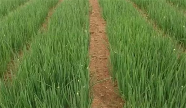 大葱育苗什么时候播种 大葱苗后除草剂有哪些插图1